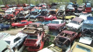 lot of old fords